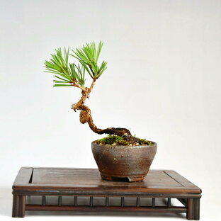 盆栽 松 ミニ盆栽 黒松 お買い得品 超ミニ盆栽 bonsai 販売の画像