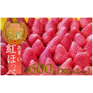 【2025年1月中旬〜4月下旬発送】南伊豆町産いちご（紅ほっぺ）１箱約300g×２パック （2020年第31回静岡県いちご果実品評会入賞） いちご 果物 フルーツ 苺 イチゴ くだもの 静岡県産 期間限定 の画像