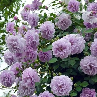 バラ苗 レイニーブルー (新苗) つるバラ 四季咲き 中輪 紫系 タンタウ 国産苗 4号ポリ鉢の画像