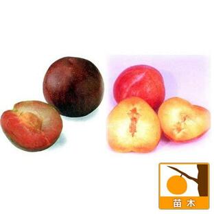 果樹の苗/スモモ(プラム）2種受粉樹セット：ソルダムとサンタローザの画像