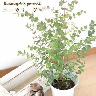 ユーカリ グニー 6号鉢 送料無料 苗 観葉植物 インテリア Herbの画像