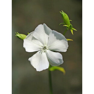 白花フシグロセンノウ ポット苗 1株（入荷予定：2024年2月頃より）の画像