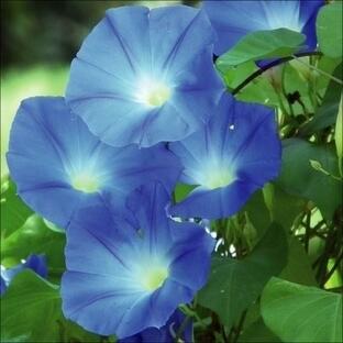 種 花たね 西洋朝顔ヘブンリーブルー 1袋(700mg)の画像