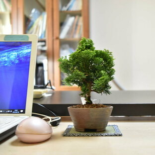 ミニ盆栽 津山桧 鉢は丹波立杭焼 丹山作 bonsai 販売の画像