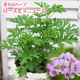 ローズゼラニューム （ ハーブゼラニウム ） 4号鉢植えの画像