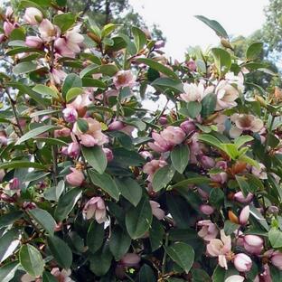 花木 庭木の苗/カラタネオガタマ：フェアリーマグノリア・ブラッシュ5号ポットの画像