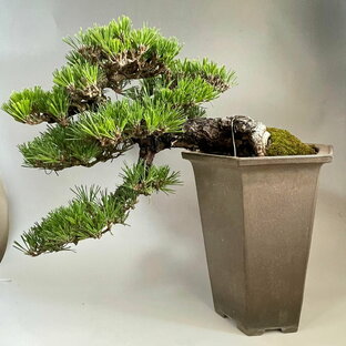 盆栽 千寿丸 山採り黒松枝接ぎ千寿丸 中品盆栽 bonsai 販売の画像