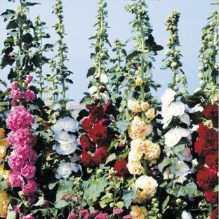 種 花たね タチアオイ 八重咲混合 1袋(300mg)の画像
