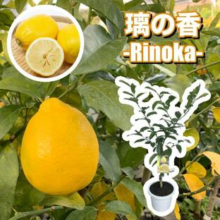 レモンの木 レモン 苗木 品種: 璃の香 りのか リノカ 接木苗 8号プラスチック製ポット 苗 シンボルツリー 庭木 植木 木 記念樹の画像