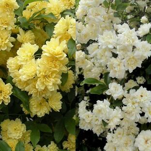 バラの苗/モッコウバラ：黄花・白花八重3-3.5号ポット2株セットの画像