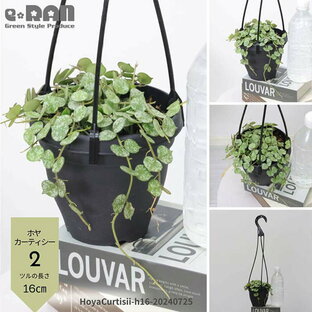 【選べる現品発送】観葉植物 吊るす鉢 ホヤ カーティシー 4号吊り鉢 多肉植物 つる性 サクララン 希少 レア 珍奇植物 珍奇 珍しい ハンギング おしゃれ 吊るすインテリア 空間インテリア 空間活用 Hoya curtisii 夏ギフト 厳選の画像