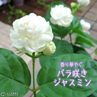 バラ咲き ジャスミン 9cmポット苗 （ 八重咲き / マツリカ / ピカケ / アラビアンジャスミン ）の画像