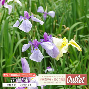 アウトレット 花菖蒲 ハナショウブ 9cmポット苗（2個セット）の画像