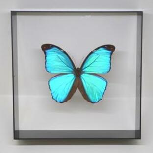蝶の標本 メネラウスモルフォ M.meneraus  ブラックフレーム  チョウ バタフライ パピヨンの画像