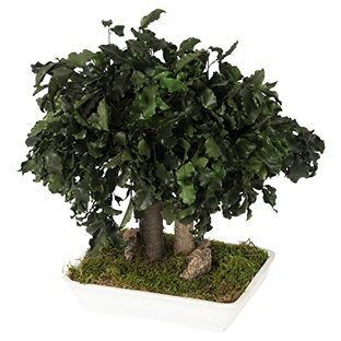 Verdissimo Pitosporum Bonsai 25cm (ヴェルディッシモ ピトスポラム 盆栽25cm)の画像