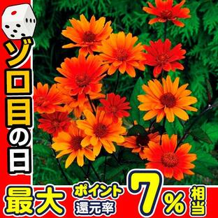 種 花たね ヘリオプシス ブリーディングハーツ 1袋(15粒) / 花のたね 花の種 花種 姫向日葵 ヒメヒマワリの画像