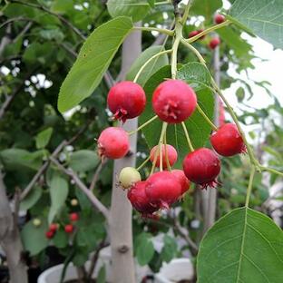 berry ジューンベリー 苗木の画像
