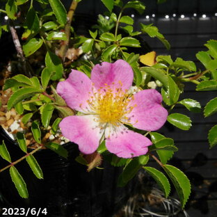 サクラノイバラ 3.5号（10.5cm）【小型のバラ・ミニバラ・花木・好日性植物・原種のバラ・野生のバラ・山野草】【湿生植物 腰水栽培】の画像