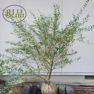 【常緑樹:オリーブ ルッカ 単木 根巻 1.5m】常緑中高木 広葉樹 現品の画像