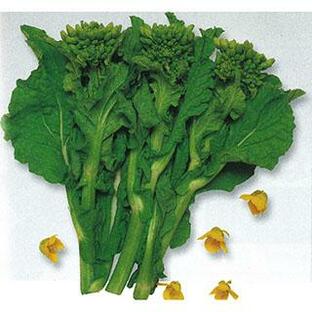 ナバナの種 菜花冬華 小袋(GF 5ml)の画像