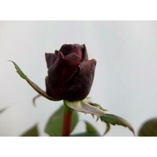 ★バラ苗★ＨＴ★ バイカロール ◎黒バラの中でも、黒味が強く、特に低温期に黒味が強い♪ ６号の画像