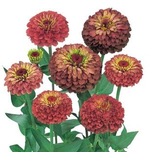 花の種（営利用）ジニア ヒャクニチソウ クイーン レッドライム 1000粒 サカタのタネ 種苗（メール便発送）の画像