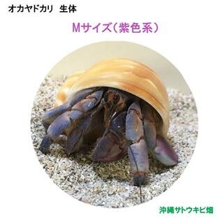 オカヤドカリ生体 Mサイズ(紫色系) 1匹の画像