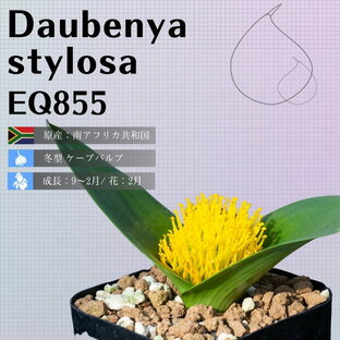 ダウベニア スティローサ Daubenya stylosa EQ855 通販 実生 2.5号 ケープバルブ 南ア 球根 エリオクエストの画像
