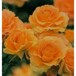 ブラスバンド（新苗）7号鉢植え  四季咲き中輪房咲き系（フロリバンダローズ）スプレー咲き バラ苗の画像