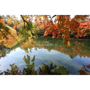 【日本の風景ポストカードAIR】長野県軽井沢雲場池の紅葉の葉書ハガキはがき photo by MIROの画像