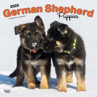 【輸入版】2025年 子犬のジャーマン・シェパード カレンダー / ブラウントラウト (German Shepherd Puppies Calendar)の画像