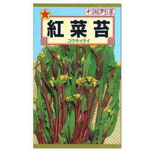 トーホク 紅菜苔 種 コウサイタイ 家庭菜園 紅菜花 べになばな こうさいたいのタネ 種子 たね メール便対応の画像