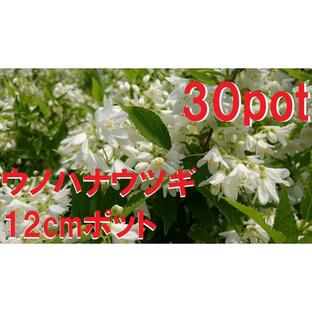 ウノハナウツギ 30ポットセット 卯の花空木 白い純白の花 苗ガーデニング 寄せ植えの画像