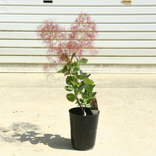庭木 植木：スモークツリー (煙の木)リトルルビー*5号の画像