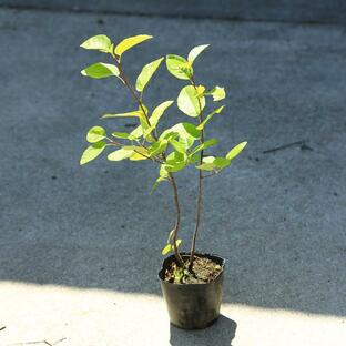 庭木・植木 苗木：ジューンベリー(リージェント)*最小品種！鉢植えとしても最適！の画像