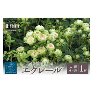 バラ苗鉢植え「エクレール」の画像