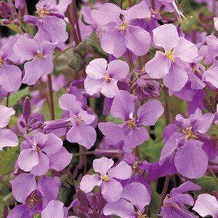 紫花菜 オオアラセイトウ 種 紫花菜 小袋 （ 紫花菜 オオアラセイトウの種 ）の画像
