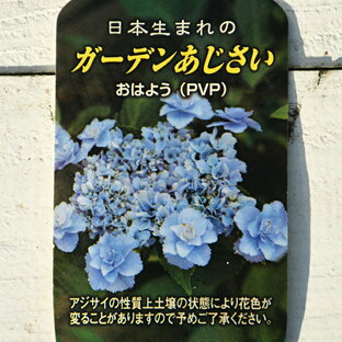 アジサイ 苗 【ガーデンアジサイ おはよう】 ポット苗 紫陽花 品種 苗木 庭木 植木 花木 落葉樹 低木 日陰 加茂セレクションの画像