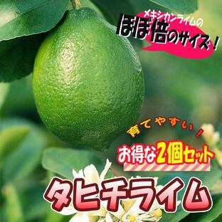 ITANSE ライム苗 タヒチライム 果樹苗 9cmポット 2個セット 人気の柑橘類の苗 送料無料 イタンセ公式の画像