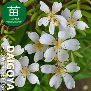 モッコウバラ（木香薔薇） 一重咲き白花 12cmポリポット苗の画像