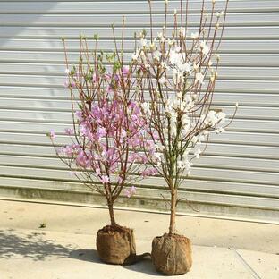 庭木：ミツバツツジ（三つ葉つつじ）ピンク花or白花 花色をお選びください *の画像
