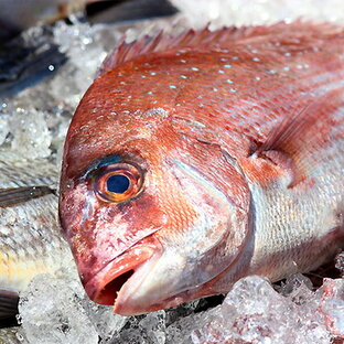 活け〆養殖真鯛1尾(2Kgサイズ)冷蔵便 [鯛,たい,真鯛,タイ]の画像