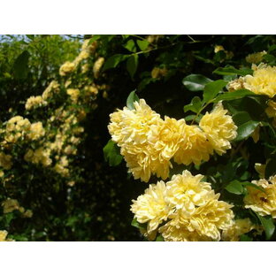モッコウバラ（黄色）（大苗） 7号鉢植え つるバラ  オールドローズ（アンティークローズ） バラ苗の画像