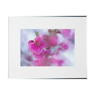 春の写真 夢見るハナモモ FF174S 季節の額装写真 裏打ち加工 ピクトマッチの画像