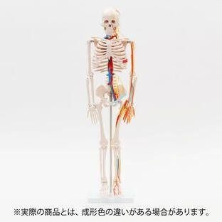 人体模型 骨格模型 7ウェルネ 全身骨格 模型 1/2サイズ 高さ85cm 主要動脈・静脈・神経付 間接模型 骨格標本 骨模型 骸骨模型 人骨模型 骨格の画像