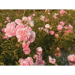 つるバラ苗 ドロシーパーキンス 長尺大苗 花色：ピンク 送料別途 毎年11月下旬から翌年05月までお届けの苗の画像