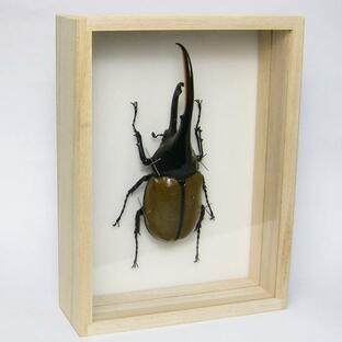 昆虫標本 ヘラクレスオオカブトムシ 桐箱の画像