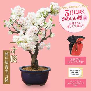 遅れてごめんね 母の日ギフト 2024桜盆栽：母の日八重咲桜(瀬戸焼青モッコ鉢)*ラッピング付sakuraサクラさくら盆栽 bonsaiの画像