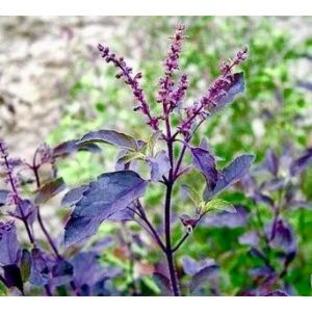 一番効果が高い 赤紫ホーリーバジル 種 5粒の画像