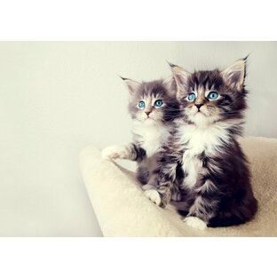 絵画風 壁紙ポスター (はがせるシール式) 2匹の青い瞳の猫 ペット ネコ かわいい キャット キャラクロ PCAT-007A1 (A1版 830mm×585mm) ＜日本製＞ ウォールステッカー お風呂ポスターの画像